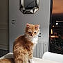 Timba participe au concours pour gagner de l'argent avec cette photo : abyssinian, animal, architecture, building, candle, cat, chair, couch, furniture, hardwood, indoors, interiordesign, kitten, livingroom, manx, person, pet, plywood, room, wood