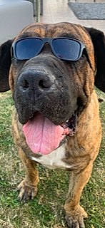 Paco a rejoint le concours — aidez-le/la à gagner de superbes lots ! ancient_dog_breeds, biting, canidae, carnivore, collar, companion_dog, dog, dog_breed, fawn, fur, giant_dog_breed, grass, hunting_dog, liver, snout, sporting_group, terrestrial_animal, working_animal, working_dog, wrinkle