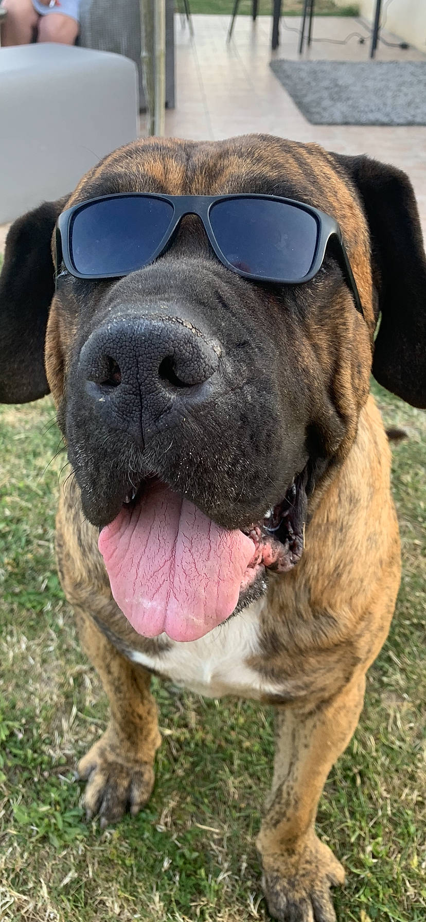 Paco a rejoint le concours — aidez-le/la à gagner de superbes lots ! canidae, carnivore, collar, companion_dog, dog, dog_breed, dog_collar, fawn, fur, giant_dog_breed, grass, liver, molosser, pet_supply, snout, sporting_group, whiskers, working_animal, working_dog, wrinkle