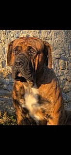 Paco a rejoint le concours — aidez-le/la à gagner de superbes lots ! ancient_dog_breeds, art, biting, carnivore, companion_dog, dog, dog_breed, fawn, fur, giant_dog_breed, guard_dog, liver, snout, sporting_group, tail, terrestrial_animal, water, wood, working_dog, wrinkle