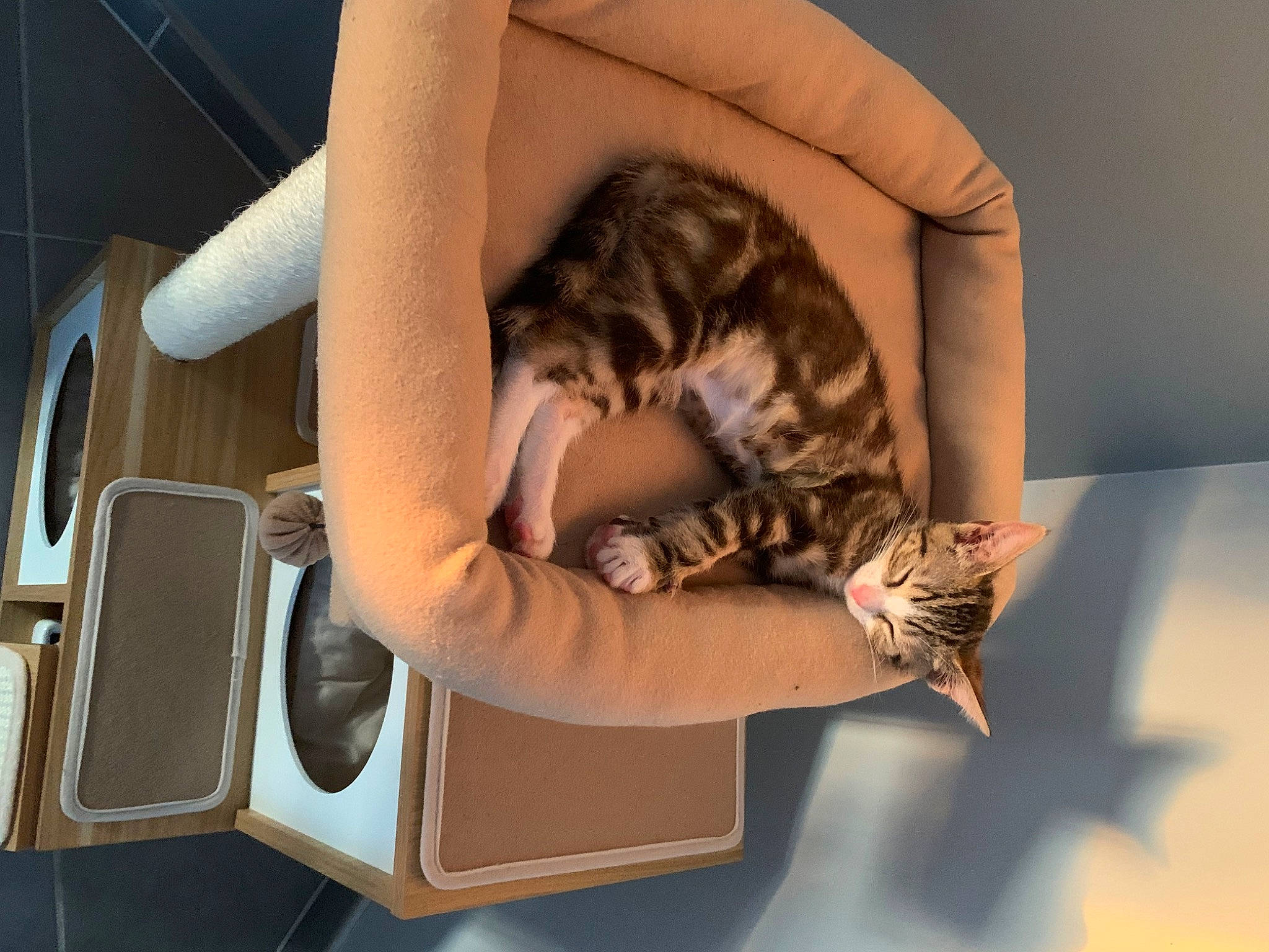Minnie participe au concours pour gagner de l'argent avec cette photo : carnivore, cat, chair, comfort, domestic_short_haired_cat, dress, eyewear, felidae, fur, human_leg, nap, paw, room, sitting, small_to_medium_sized_cats, tail, thigh, vehicle_door, whiskers, wood