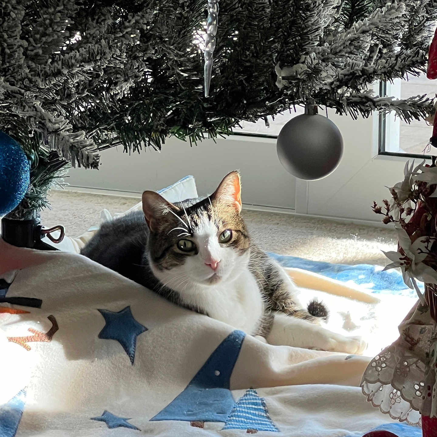 Lucky joined the competition — help win amazing prizes! animal, carpet, cat, christmas_tree, cozy, curious, decorations, feline, festive, green, holiday_decor, indoor, ornament, pet, relaxing, sunlight, tabby_cat, tree_skirt, white, window