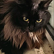 Lucky a rejoint le concours — aidez-le/la à gagner de superbes lots ! cat, black_cat, yellow_eyes, fluffy_fur, long_hair, pet, animal, indoor, closeup, face, whiskers, ears, fur, mammal, cute, resting, portrait, looking, feline, domestic_cat