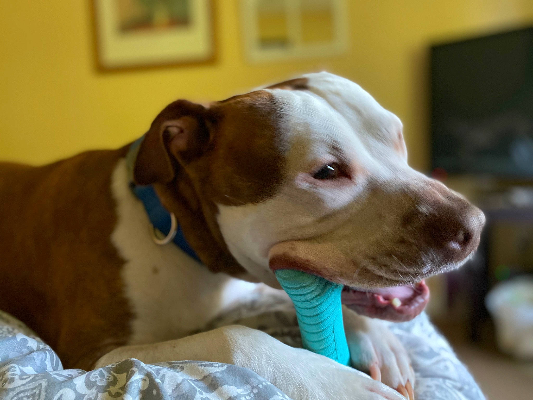 Ace joined the competition — help win amazing prizes! canidae, carnivore, collar, companion_dog, dog, dog_breed, dog_collar, dog_supply, ear, fawn, fur, gun_dog, leash, liver, pet_supply, picture_frame, snout, sporting_group, whiskers, working_animal