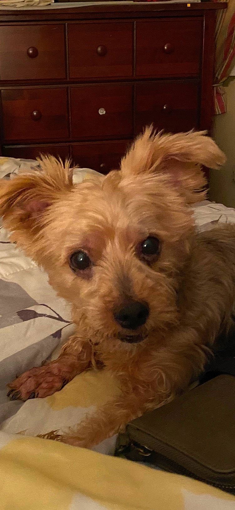 Humphrey joined the competition — help win amazing prizes! cabinetry, canidae, carnivore, chest_of_drawers, companion_dog, dog, dog_breed, dog_supply, drawer, dresser, fawn, hardwood, small_terrier, snout, sporting_group, terrier, toy_dog, water_dog, wood, working_animal