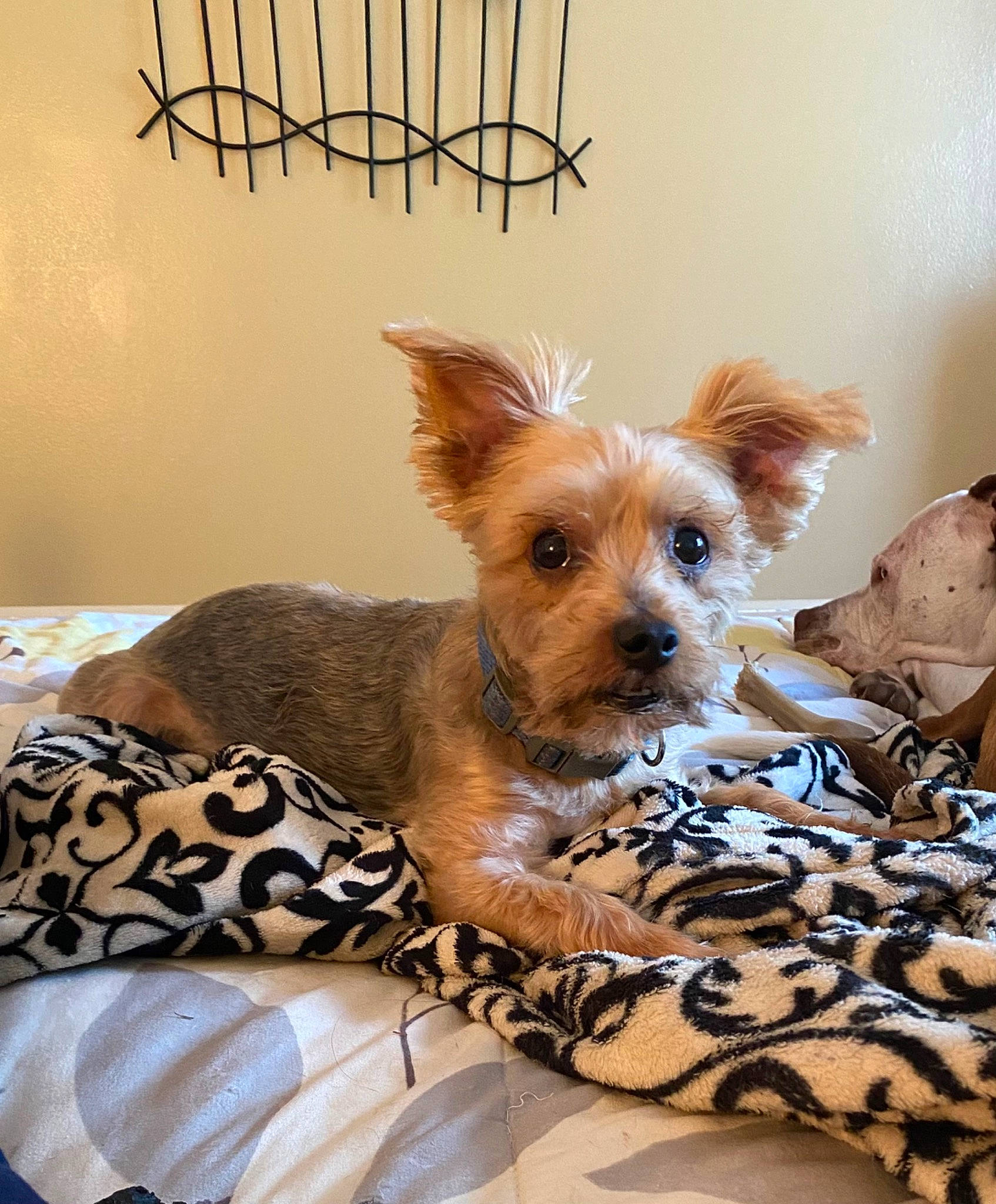Humphrey joined the competition — help win amazing prizes! bed, canidae, carnivore, comfort, companion_dog, dog, dog_breed, dog_supply, fawn, fur, linens, small_terrier, sporting_group, toy_dog, whiskers, working_animal