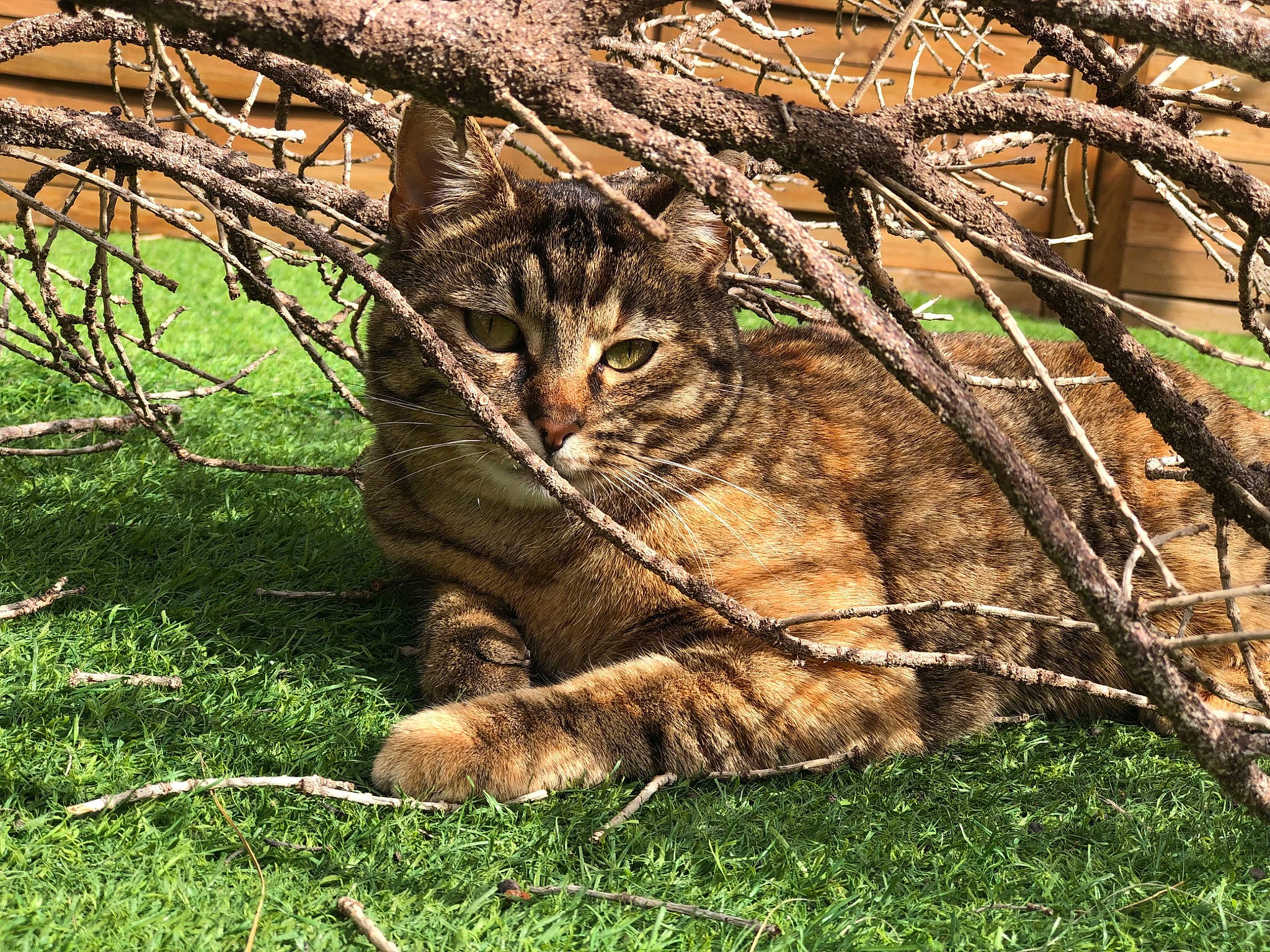Bébé participe au concours pour gagner de l'argent avec cette photo : branch, carnivore, cat, domestic_short_haired_cat, fawn, felidae, fur, grass, groundcover, plant, small_to_medium_sized_cats, snout, tail, terrestrial_animal, tree, trunk, twig, whiskers, wildlife, wood