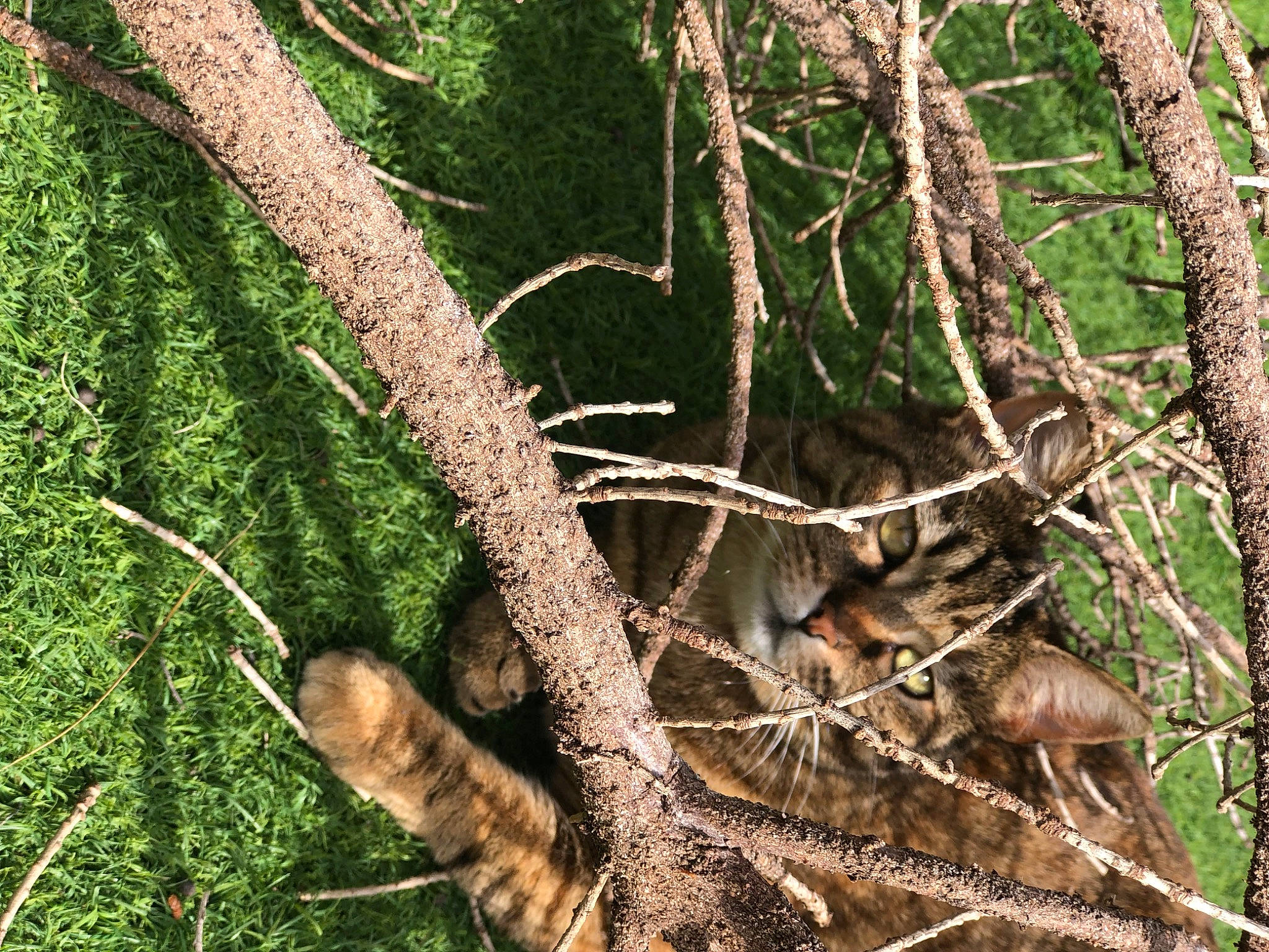 Bébé a rejoint le concours — aidez-le/la à gagner de superbes lots ! branch, carnivore, fawn, felidae, forest, grass, jungle, plant, small_to_medium_sized_cats, tail, temperate_broadleaf_and_mixed_forest, terrestrial_animal, terrestrial_plant, tree, trunk, twig, whiskers, wildlife, wood, woodland