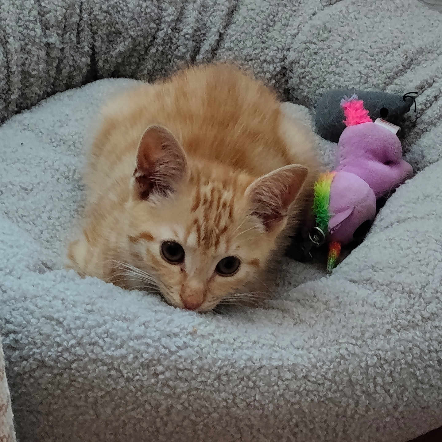 Tigroux participe au concours pour gagner de l'argent avec cette photo : kitten, cat, orange_tabby, pet_bed, plush_toy, purple_toy, rainbow, cozy, indoor, furry, cute, animal, small, resting, curious, soft_texture, domestic_cat, young, cute_pet, relaxing