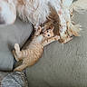 Tigroux participe au concours pour gagner de l'argent avec cette photo : kitten, cat, dog, puppy, playing, couch, furniture, fur, orange_tabby, white, spotted, pet, animal, indoor, resting, curious, paw, stretching, cozy, companions