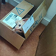 Tigroux a rejoint le concours — aidez-le/la à gagner de superbes lots ! cat, kitten, cardboard_box, fragile_label, floor, indoor, curious, pet, animal, orange_cat, white_cat, playful, whiskers, ears, cute, small, peeking, package, shipping_label, brown_floor