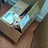 cat, kitten, cardboard_box, fragile_label, floor, indoor, curious, pet, animal, orange_cat, white_cat, playful, whiskers, ears, cute, small, peeking, package, shipping_label, brown_floor