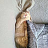 Tigroux participe au concours pour gagner de l'argent avec cette photo : kitten, cat, sleeping, orange_tabby, blanket, pillow, cozy, cute, pet, animal, fur, whiskers, nap, indoor, soft, relaxed, resting, adorable, small, comfort