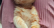 Tigroux a rejoint le concours — aidez-le/la à gagner de superbes lots ! kitten, cat, orange_tabby, sleeping, nap, pet, fur, whiskers, paw, closeup, relaxed, cozy, lap, pink_pants, soft_texture, indoor, cute, adorable, animal, resting