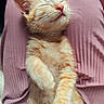 kitten, cat, orange_tabby, sleeping, nap, pet, fur, whiskers, paw, closeup, relaxed, cozy, lap, pink_pants, soft_texture, indoor, cute, adorable, animal, resting