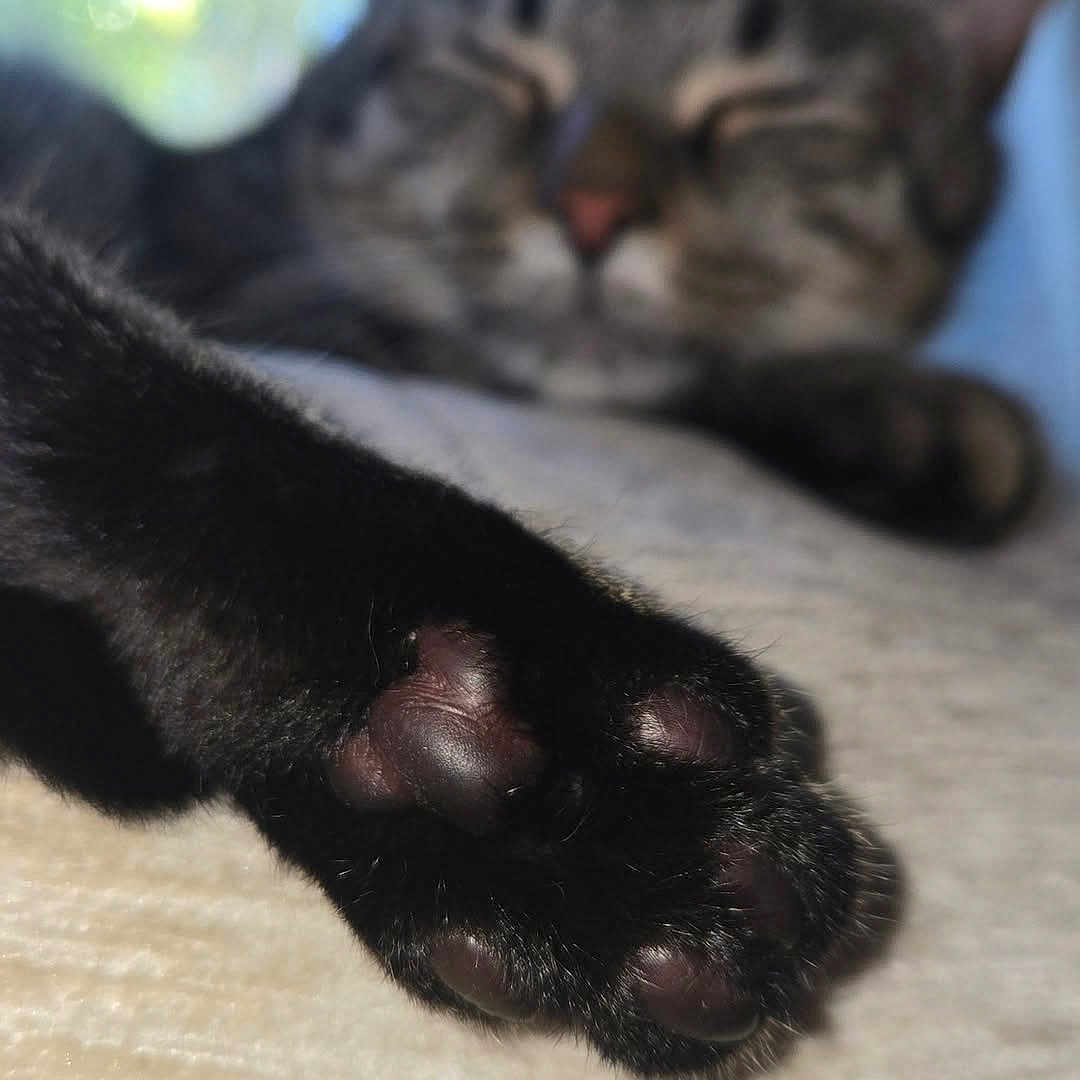 Simba is registered to the contest to win money with this photo: animal, black_fur, blurred_background, cat, close_up, cozy, cute, domestic_animal, feline, furry, indoor, mammal, paw, pet, pink_pads, relaxed, resting, sleeping, soft, whiskers