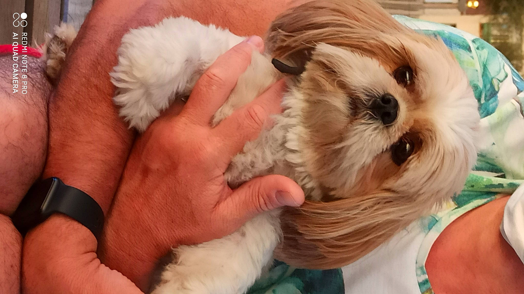 Lili participe au concours pour gagner de l'argent avec cette photo : canidae, carnivore, cavapoo, chinese_imperial_dog, companion_dog, dog, dog_breed, ear, fur, lowchen, maltepoo, mammal, non_sporting_group, puppy, puppy_love, rare_breed_dog, schnoodle, shih_tzu, sporting_group, toy_dog