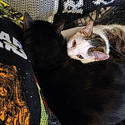 Zoe is registered to the contest to win money with this photo: animal, black_cat, blanket, cat, closeup, companion, cozy, cuddling, cute, ears, feline, fur, indoor, patterned_blanket, pet, resting, sleeping, soft, tabby_cat, whiskers