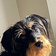 Bama is registered to the contest to win money with this photo: dog, pet, close_up, black, tan, fur, whiskers, beige_wall, sunlight, portrait, animal, cute, scruffy, looking, canine, outdoor_light, muzzle, ears, expression, companion