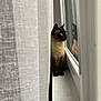Ginette participe au concours pour gagner de l'argent avec cette photo : cat, siamese, window, reflection, curtain, windowsill, blue_eyes, pet, animal, indoor, feline, curious, sitting, soft_light, cozy, serene, domestic, whiskers, ears, fur