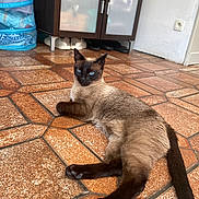 Ginette a rejoint le concours — aidez-le/la à gagner de superbes lots ! cat, siamese_cat, indoor, floor, tile_floor, cabinet, shoes, furniture, pet, animal, lying_down, relaxed, blue_eyes, brown_fur, black_ears, black_paws, tail, looking, domestic, home