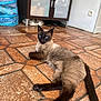cat, siamese_cat, indoor, floor, tile_floor, cabinet, shoes, furniture, pet, animal, lying_down, relaxed, blue_eyes, brown_fur, black_ears, black_paws, tail, looking, domestic, home