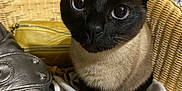 Ginette a rejoint le concours — aidez-le/la à gagner de superbes lots ! cat, siamese_cat, pet, animal, wicker_chair, bag, leather_bag, white_cloth, indoor, curious, blue_eyes, feline, sitting, close_up, domestic_animal, cute, whiskers, ears, face, fur