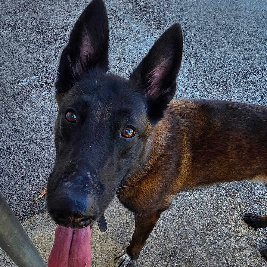 Ruby participe au concours pour gagner de l'argent avec cette photo : animal, black_and_brown_fur, building, canine, close_up, concrete, curious, daylight, dog, door, ears_up, footwear, metal_grate, muzzle, outdoor, paw, pet, shadow, tongue_out, window