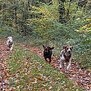 Athena a rejoint le concours — aidez-le/la à gagner de superbes lots ! animal, autumn, canine, daylight, dog, fall, forest, greenery, happy, leaves, nature, outdoor, path, pets, playful, running, trail, trees, walking, woods