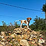 Athena a rejoint le concours — aidez-le/la à gagner de superbes lots ! animal, background_trees, brown_and_white, canine, curious, daytime, dog, explorer, grass, nature, outdoor, plants, puppy, rocks, rubble, sky, small_dog, standing, sunny, wire