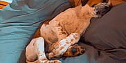 Athena participe au concours pour gagner de l'argent avec cette photo : animal, brown, comfort, couch, cozy, cute, dog, domestic, furniture, home, indoor, nap, pet, pillows, puppy, relaxed, resting, sleeping, spotted, white