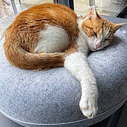Cactus participe au concours pour gagner de l'argent avec cette photo : cat, orange_cat, white_cat, sleeping, resting, cushion, gray_cushion, indoor, pet, feline, fur, paw, window, relaxing, cozy, domestic_animal, cute, animal, mammal, whiskers
