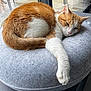 cat, orange_cat, white_cat, sleeping, resting, cushion, gray_cushion, indoor, pet, feline, fur, paw, window, relaxing, cozy, domestic_animal, cute, animal, mammal, whiskers