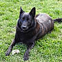 dog, black_dog, grass, outdoor, animal, pet, lying_down, canine, nature, fur, ears, tail, paw, muzzle, alert, collar, daylight, green, resting, watchful