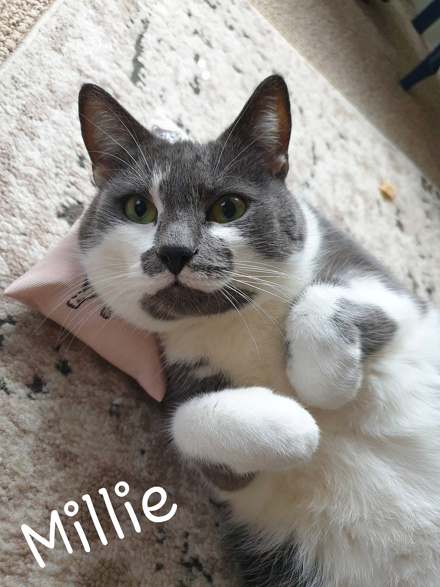 Millie is registered to the contest to win money with this photo: carnivore, cat, claw, domestic_short_haired_cat, felidae, font, foot, fur, paw, photo_caption, small_to_medium_sized_cats, snout, tail, terrestrial_animal, whiskers, window