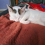 Neige participe au concours pour gagner de l'argent avec cette photo : cat, kitten, sleeping, white_cat, black_markings, blanket, furniture, indoor, cozy, resting, pet, animal, cute, fur, relaxation, soft_texture, closeup, comfort, nap, domestic