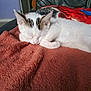 cat, kitten, sleeping, white_cat, black_markings, blanket, furniture, indoor, cozy, resting, pet, animal, cute, fur, relaxation, soft_texture, closeup, comfort, nap, domestic