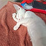 Neige participe au concours pour gagner de l'argent avec cette photo : cat, kitten, sleeping, white_cat, blanket, cozy, indoor, feline, pet, cute, resting, paw, fur, pink_nose, relaxed, home, cushion, soft, animal, domestic