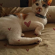Nanou participe au concours pour gagner de l'argent avec cette photo : animal, beige, calico, cat, collar, couch, cute, domestic_cat, ears, eyes, feline, fur, heart_overlay, indoor, laying_down, paws, pet, relaxed, resting, whiskers