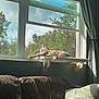 Cleo is registered to the contest to win money with this photo: cat, window, sunlight, couch, pillow, indoor, greenery, trees, relaxing, perch, curtains, daylight, home, furniture, resting, pet, animal, comfort, nature, screen