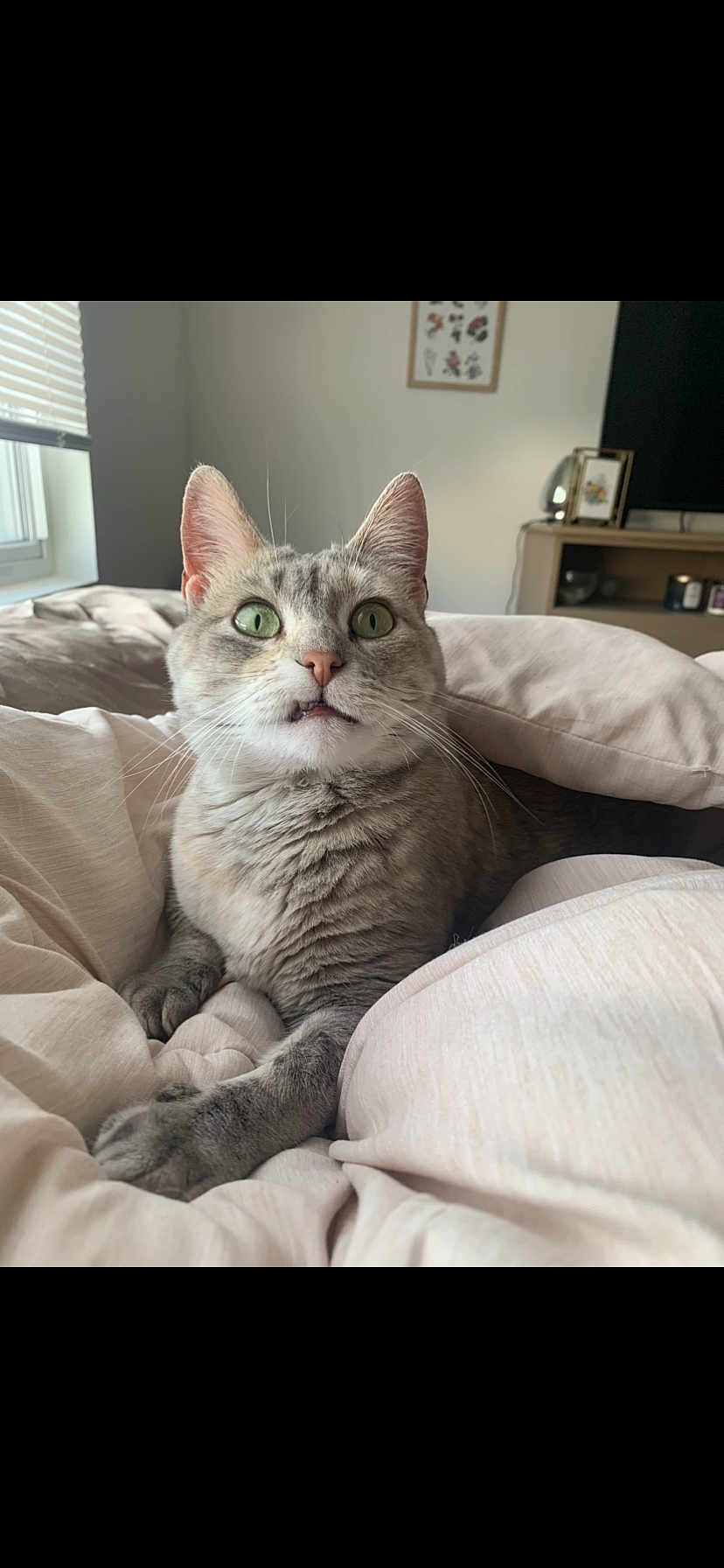 Cleo is registered to the contest to win money with this photo: cat, gray_tabby, green_eyes, bed, blanket, indoor, curious, pet, feline, cozy, resting, soft_light, window, blinds, portrait, whiskers, fur, domestic_animal, cute, animal