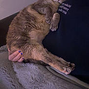 Cleo is registered to the contest to win money with this photo: cat, sleeping, pet, furry, cozy, blanket, hand, nail_polish, indoor, relaxing, animal, cute, comfort, resting, fur, domestic, mammal, closeup, person, holding