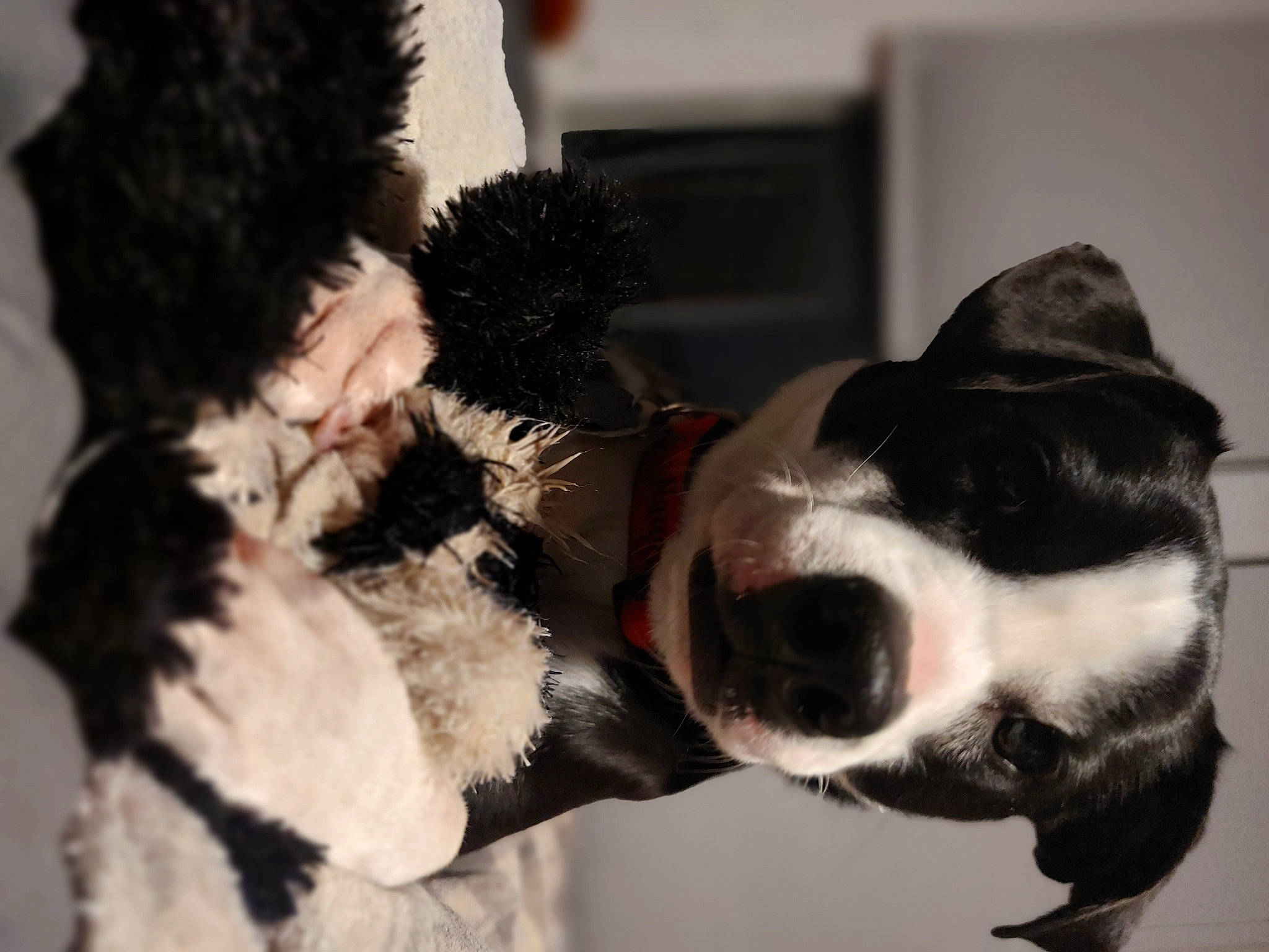 Bud joined the competition — help win amazing prizes! canidae, carnivore, collar, companion_dog, dog, dog_breed, dog_collar, ear, event, fur, non_sporting_group, paw, snout, sporting_group, whiskers, working_animal