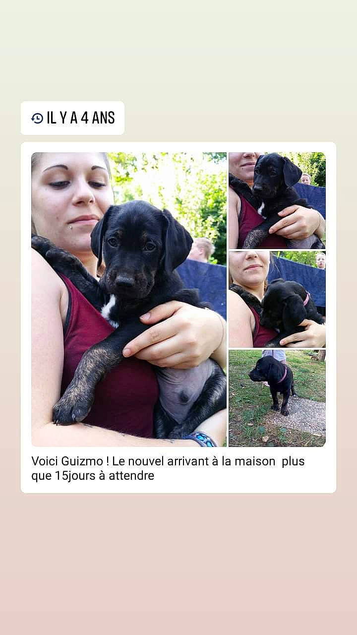 Guizmo participe au concours pour gagner de l'argent avec cette photo : canidae, carnivore, companion_dog, dog, dog_breed, great_dane, guard_dog, labrador_retriever, photo_caption, puppy, retriever, sporting_group