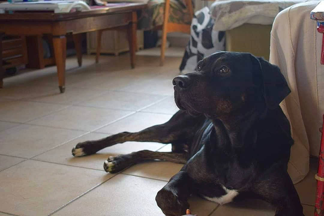 Guizmo participe au concours pour gagner de l'argent avec cette photo : cane_corso, canidae, carnivore, companion_dog, dog, dog_breed, fawn, guard_dog, labrador_retriever, mammal, puppy, rottweiler, snout, sporting_group, working_dog