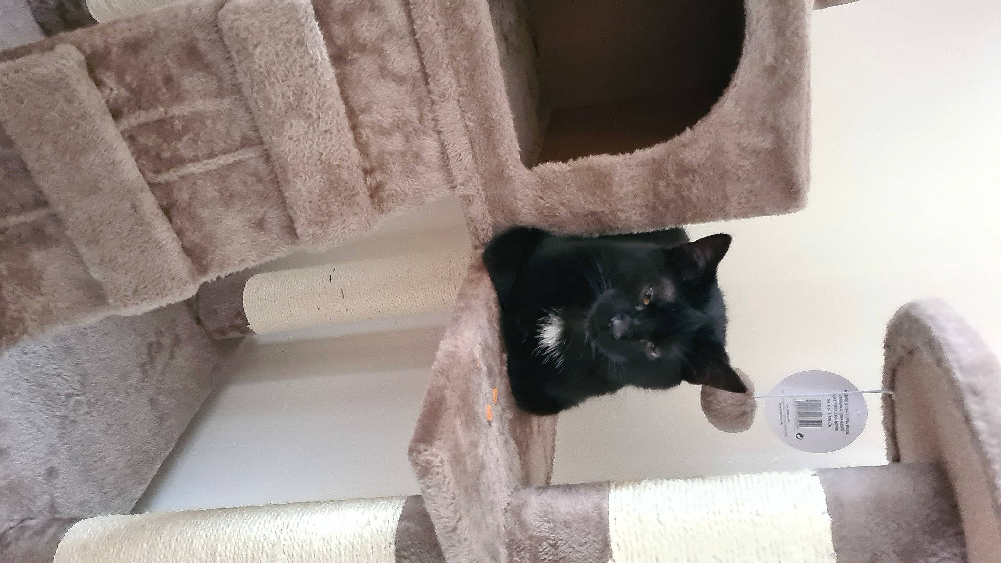 Darwin a rejoint le concours — aidez-le/la à gagner de superbes lots ! black_cat, carnivore, cat, domestic_short_haired_cat, felidae, fur, kitten, korat, polydactyl_cat, room, russian_blue, small_to_medium_sized_cats, tail, whiskers