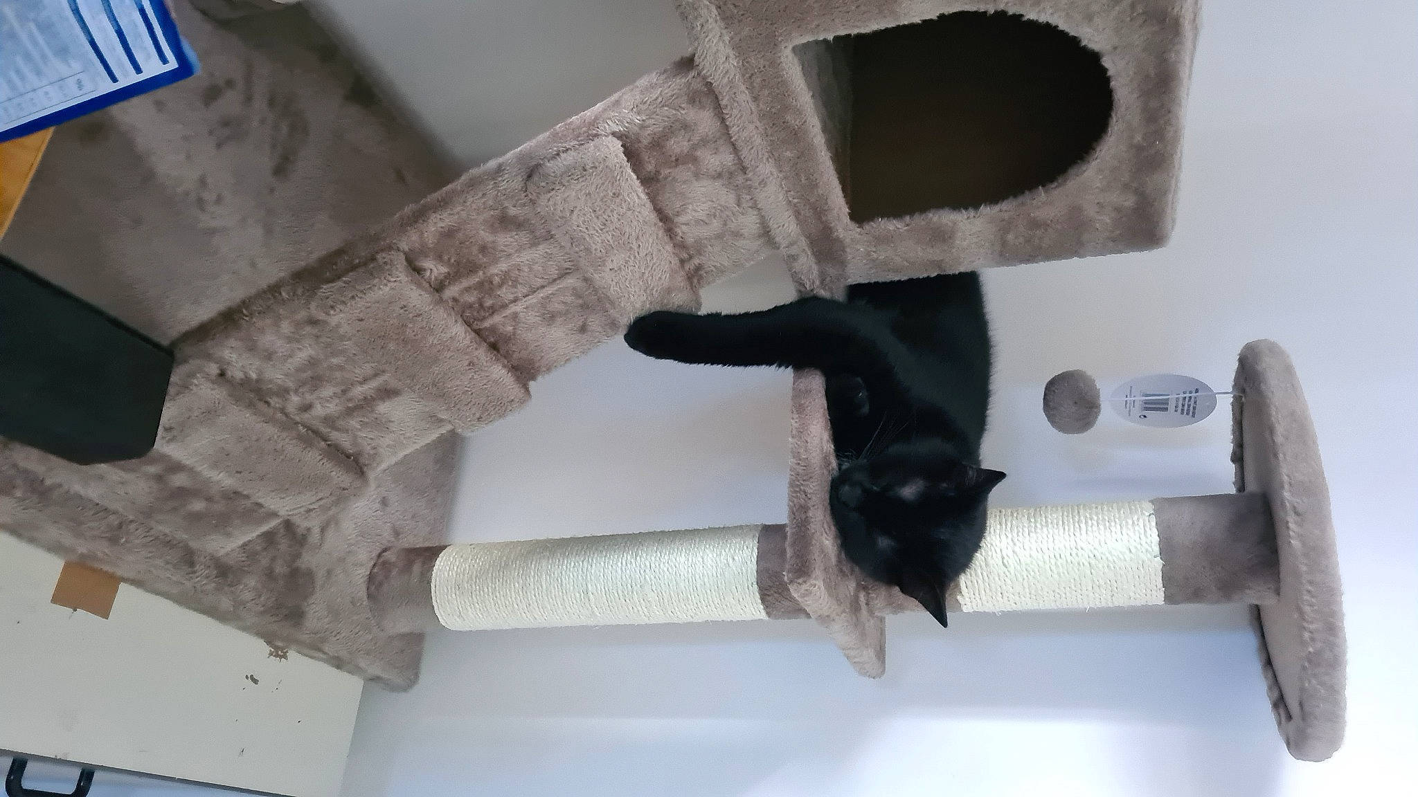 Darwin participe au concours pour gagner de l'argent avec cette photo : black_cat, carnivore, cat, cat_furniture, felidae, russian_blue, small_to_medium_sized_cats