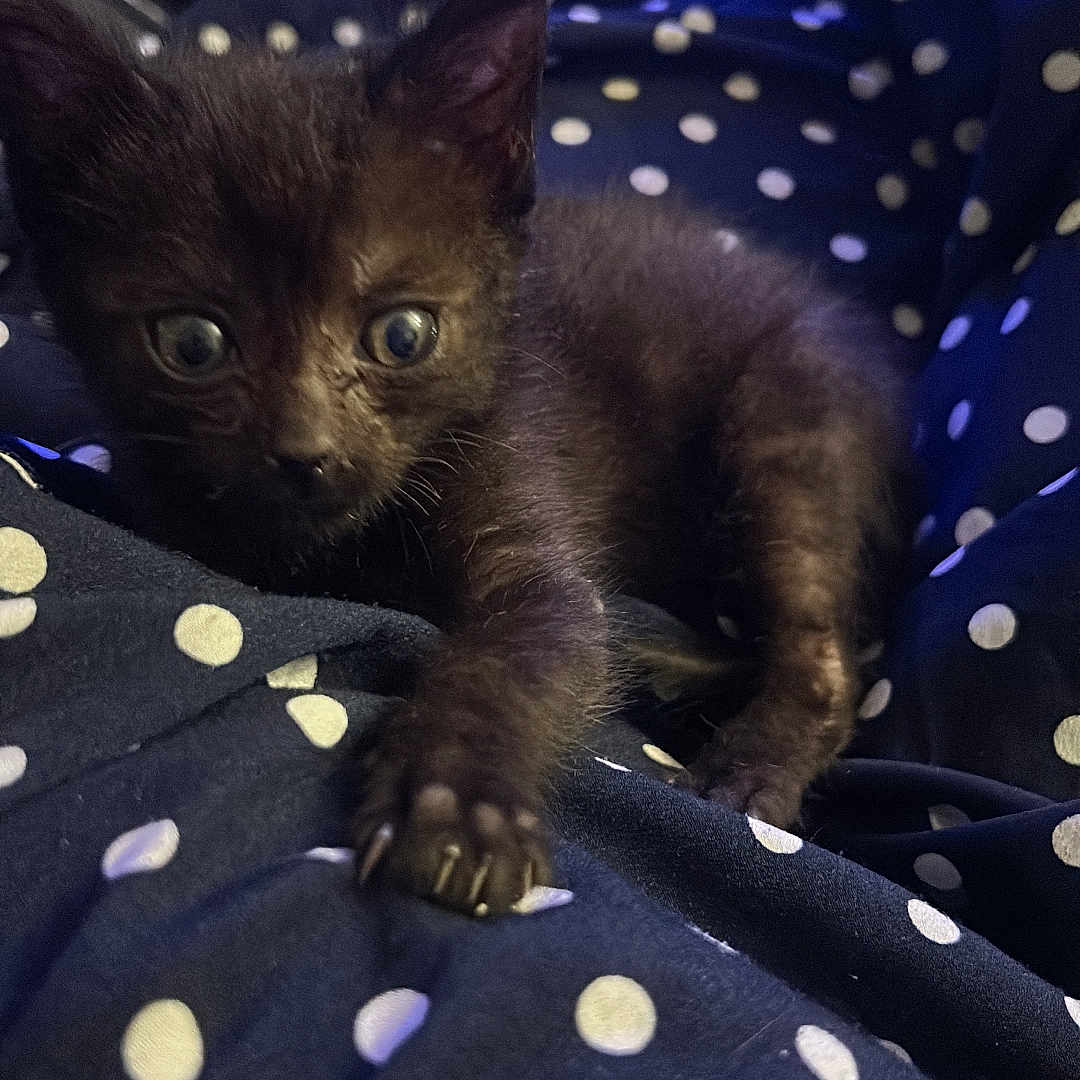 Karma participe au concours pour gagner de l'argent avec cette photo : animal, black_cat, claws, close_up, curious, cute, fabric, feline, fur, indoor, kitten, paw, pet, polka_dot, resting, small, soft_lighting, texture, wide_eyes, young