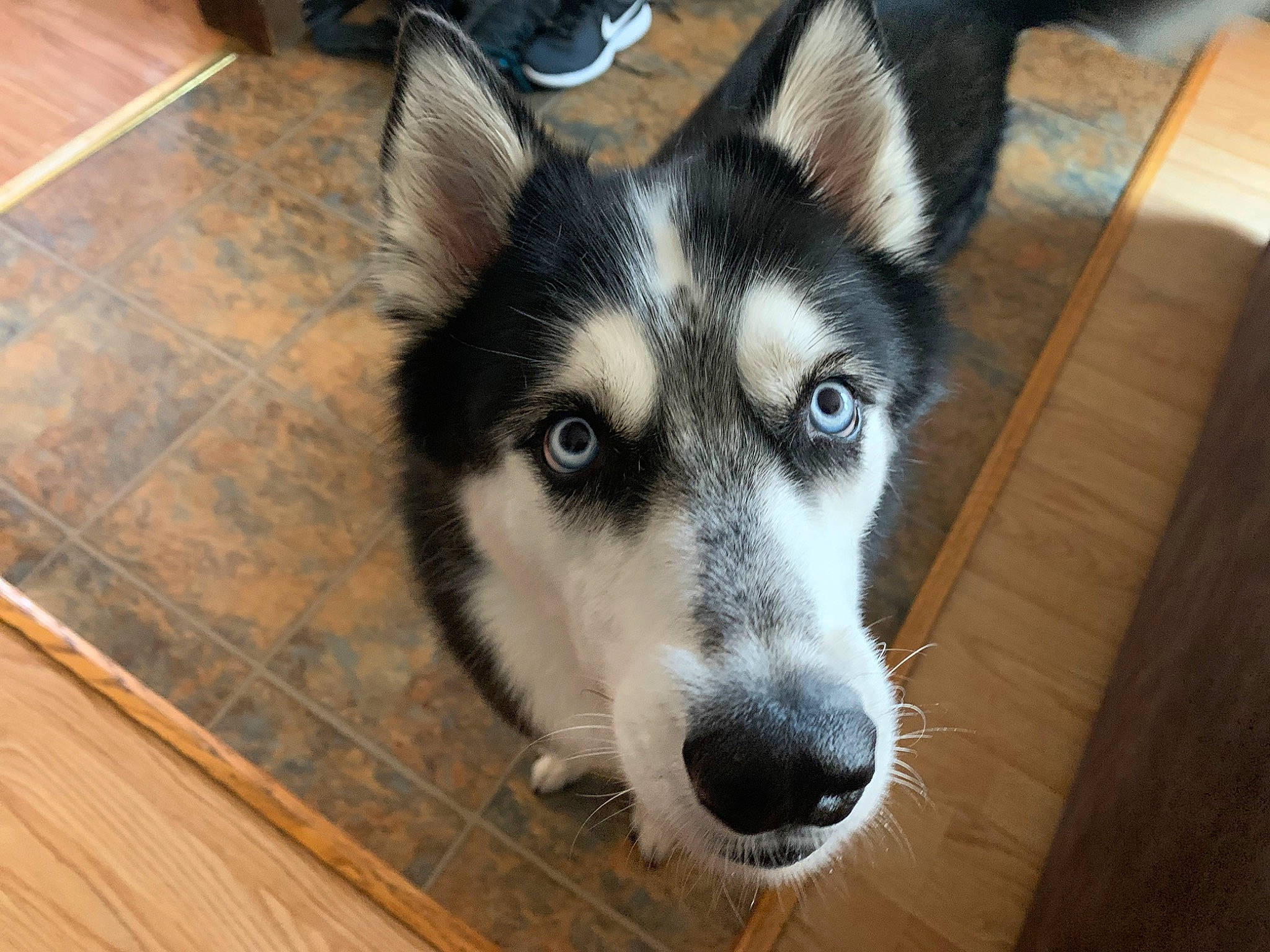 Apache joined the competition — help win amazing prizes! canidae, canis, carnivore, companion_dog, dog, dog_breed, flooring, fur, hardwood, siberian_husky, sled_dog, sporting_group, terrestrial_animal, tile_flooring, varnish, whiskers, wood, wood_stain, working_animal, working_dog