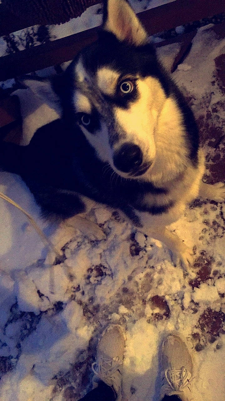 Apache is registered to the contest to win money with this photo: carnivore, cloud, companion_dog, dog, dog_breed, freezing, fur, herding_dog, mammal, paw, siberian_husky, sky, sled_dog, snout, snow, tail, tints_and_shades, whiskers, winter, working_animal